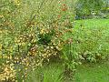 2007-1003_1400_16.6_C_Autumn_in_the_Garden